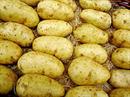 Die ägyptischen Frühkartoffeln kämen dann auf den Markt, wenn es noch keine Schweizer Kartoffeln gebe.