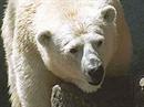 Die Zahl der Eisbären wird auf etwa 25'000 geschätzt.