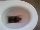Ein Mieter in  St. Galler fand am Morgen einen kleinen Siebenschläfer in seiner WC- Schüssel.