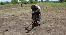 Die grosse Trockenheit hat vielerorts zu Missernten und Wasser-Knappheit geführt, wie hier in Malawi.