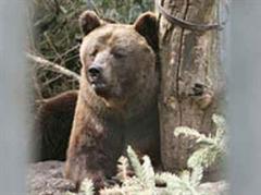 Der letzte Bär im Berner Bärengraben ist im April gestorben.