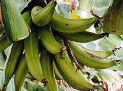 Die Zahlungen erfolgten durch die ehemalige Bananenproduktions-Tochterfirma in Kolumbien.