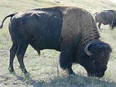 Fast verdoppelt haben sich seit 2000 die Betriebe, die «exotische» Tierarten, wie Bisons halten.