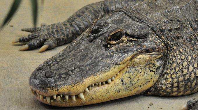 Ukrainische Zöllner entdecken Krokodil auf dem Rücksitz (Symbolbild)