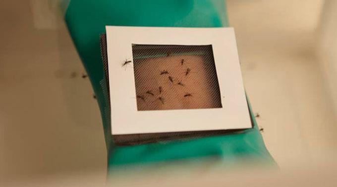 Ungiftiger Wirkstoff blockiert CO2-Rezeptoren der Stechmücken. (Archivbild)