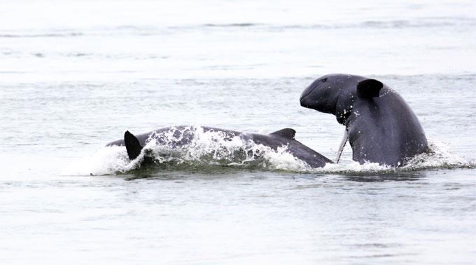Irawadi-Delfine leben in Buchten, Flüssen oder Flussmündungen.