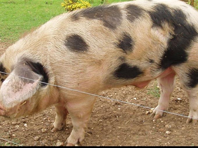 Gloucestershire Old Spot ist eine seltene englische Schweinerasse. (Symbolbild)