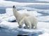 Die Eisschmelze könnte zum Verschwinden der Eisbären beitragen.