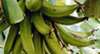 Chiquita: Millionenstrafe wegen Schutzgeldzahlungen