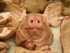 Falsche Schweineohren als neuester Lebensmittelskandal in China