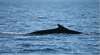 Island weitet Walfang aus - trotz internationaler Kritik