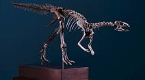 Dryosaurus altus. Spätjura, 150 Millionen Jahre. Morrison-Formation. Albany County, Wyoming, USA. Ausgegraben im August 2021. 65 - 70 % originale Knochenmasse.